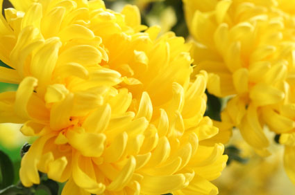 Chrysanthemum Flower