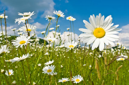 Daisies in a field