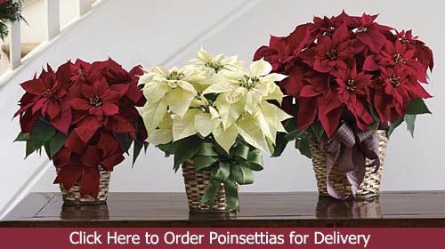 Poinsettia Plants - Click Here to Order Poinsettias for Delivery