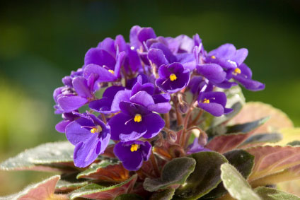 violet flower