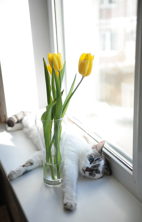 cat by tulip vase