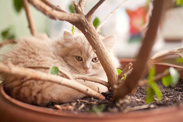cat sleeping in plant