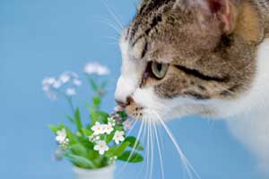 cat smelling flowers