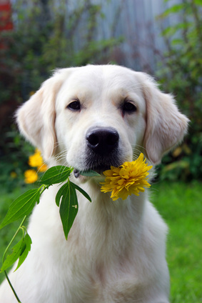 Yellow Lab with Flower