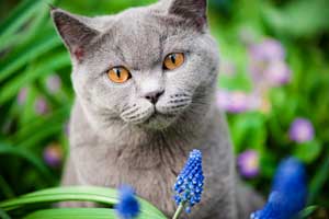 What plants are poisonous to cats?