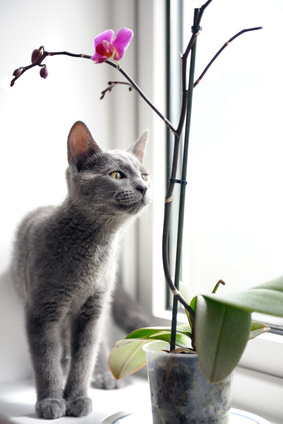 grey cat by orchid plant
