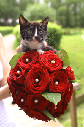kitten with rose bouquet