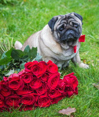 pug likes his roses