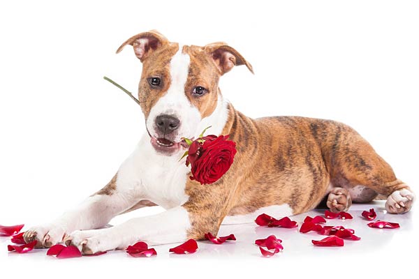 puppy chews up roses