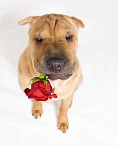 Shar Pei Eating Rose