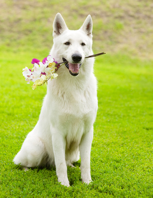 swiss shepherd with orchids