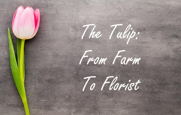 The Tulip: From Farm To Florist