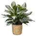 Chinese Evergreen
