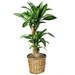 Corn Plant