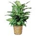 Dieffenbachia Plant