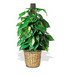 Ivy Pole Plant