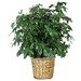 Schefflera Plant