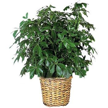 common house plants for funerals schefflera plant u s and canada common house plants for funerals schefflera plant u s and canada