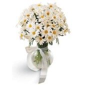 The  Daisy Vase