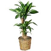 Corn Plant