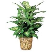 Dieffenbachia Plant