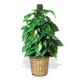 Ivy Pole Plant