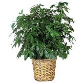 Schefflera Plant