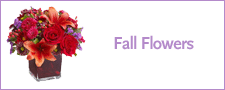 Fall Flowers