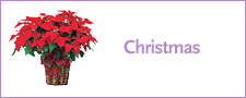 Christmas Flowers and Gifts