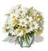 Daisy Cheer
