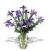 Incredible Iris