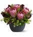 Positively Protea