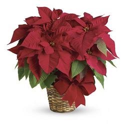 Poinsettia Plant