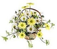 Sunny Disposition