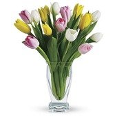 Tulip Treasure