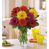 Gerbera Brights