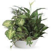 Medium Dish Garden