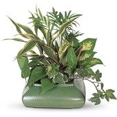 Small Garden Dish