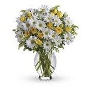 Amazing Daisy
