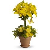 Yellow Fellow