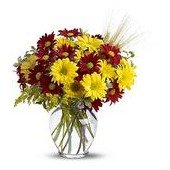 Fall for Daisies