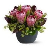Positively Protea