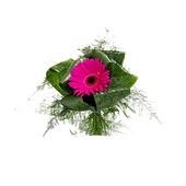 Grandiose Gerberas