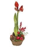 Christmas Amaryllis Basket