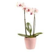 Pink Orchid Plant