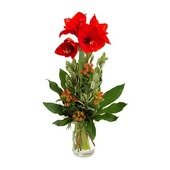 Lovely Amaryllis