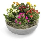 Compositions of Klanchoe Pot Plant