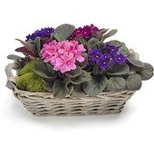 African Violet Pot Plant