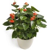 Hot Anthurium