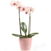 Pink Orchid Plant